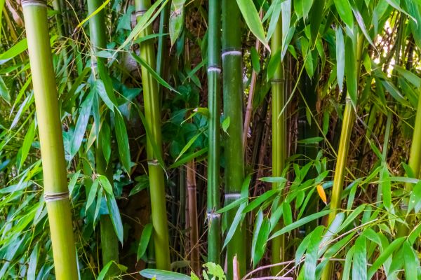 Cost of Bamboo Trimming in Terre Haute