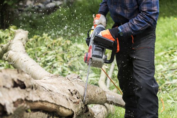 Cost of Branch Removal Service in Terre Haute