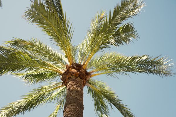 Palm Tree Pruning in Terre Haute