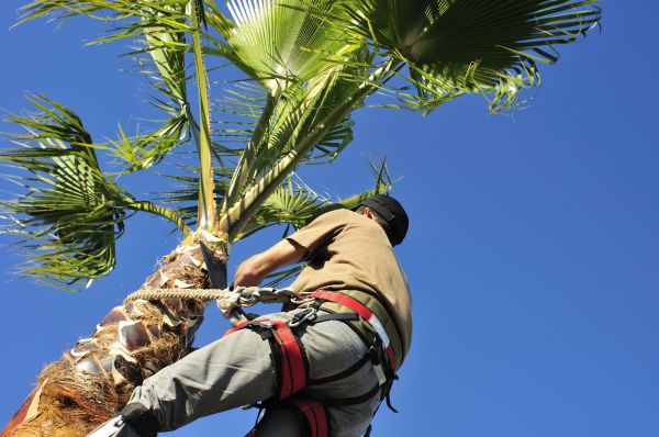 Palm Tree Trimming in Terre Haute