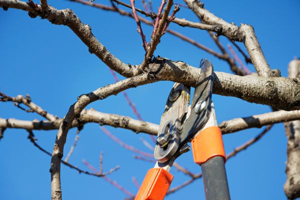 Residential Tree Service in Terre Haute