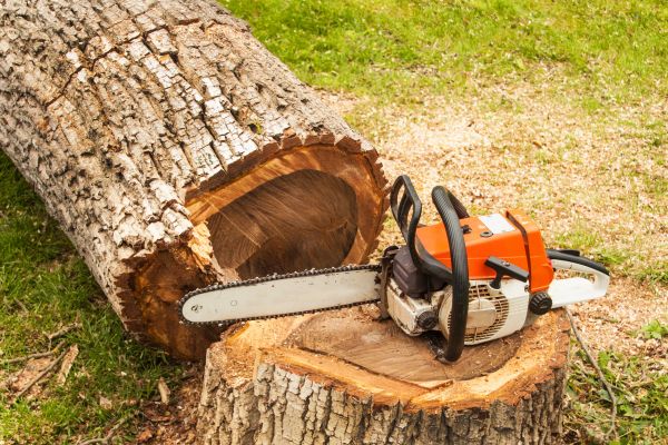 Tree Cutting Service in Terre Haute
