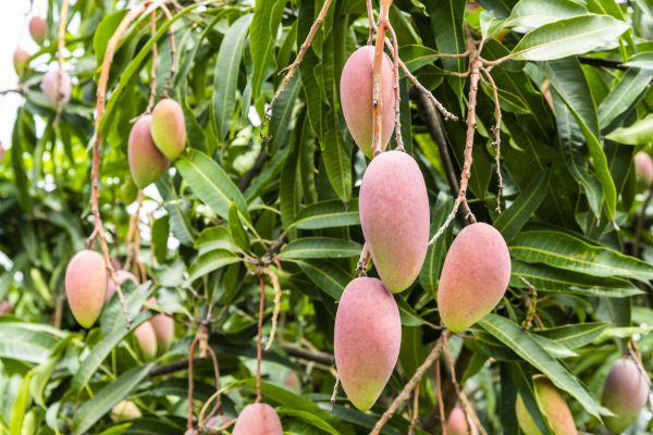 Cost of Mango Tree Trimming in Terre Haute