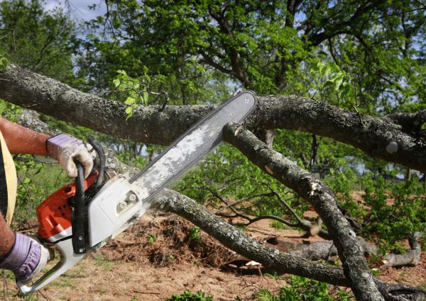 Cost of Tree Branch Cutting in Terre Haute