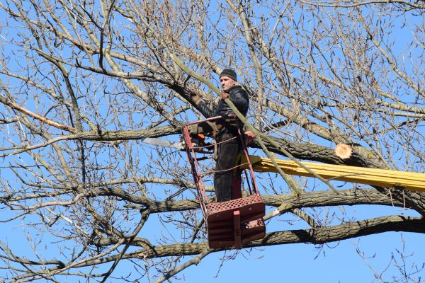 Cost of Emergency Tree Trimming in Terre Haute