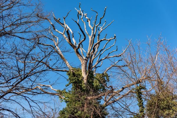 Cost of Deadwood Removal in Terre Haute