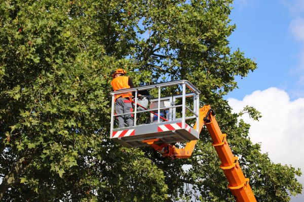 Commercial Tree Service in Terre Haute