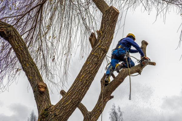 Cost of Tree Maintenance Service in Terre Haute