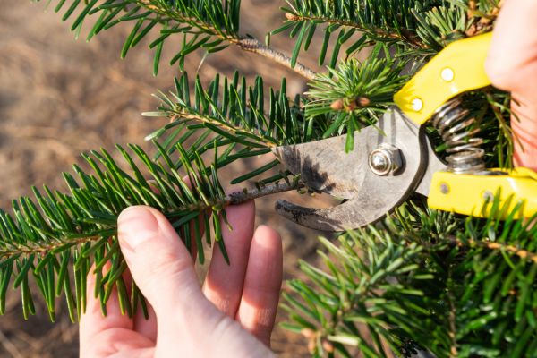 Pine Tree Pruning in Terre Haute