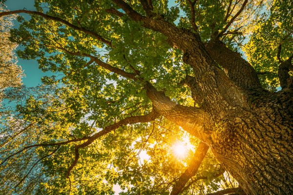 Oak Tree Pruning in Terre Haute