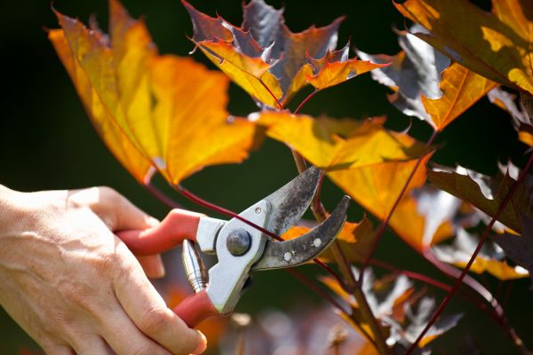 Maple Tree Pruning in Terre Haute