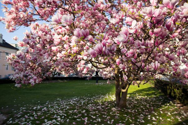 Cost of Magnolia Tree Pruning in Terre Haute