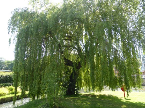 Cost of Willow Tree Trimming in Terre Haute
