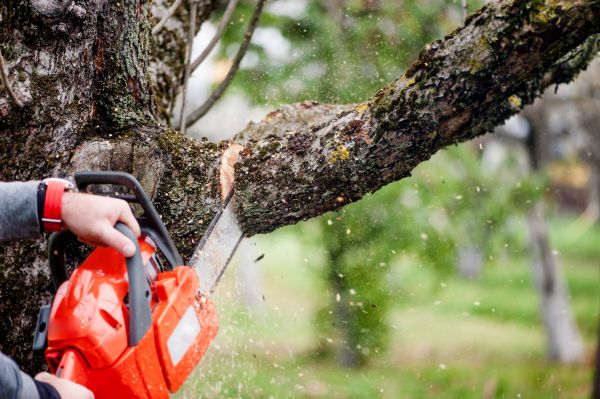 Tree Limbs Removal in Terre Haute