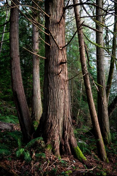 Cost of Cedar Tree Trimming in Terre Haute