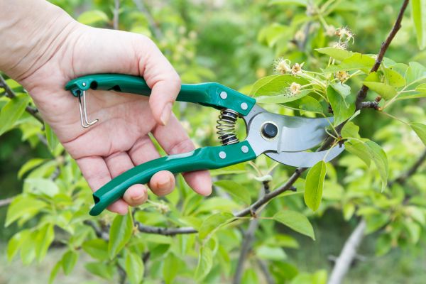 Pear Tree Pruning in Terre Haute
