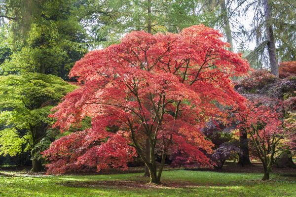Japanese Maple Pruning in Terre Haute