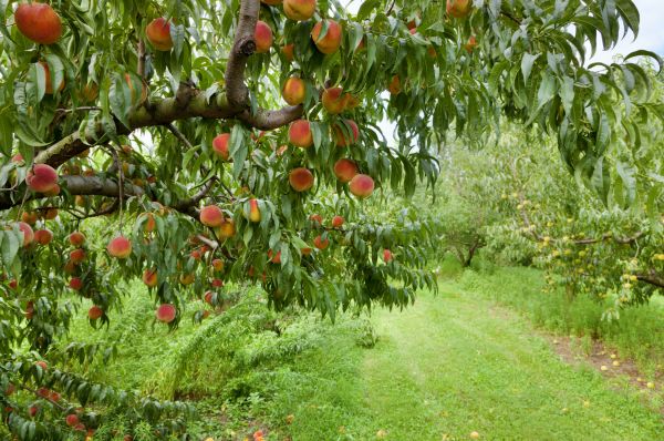 Peach Tree Pruning in Terre Haute