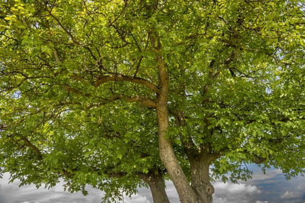 Cost of Walnut Tree Trimming in Terre Haute