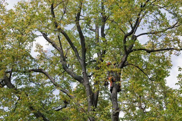 Cost of Tree Crown Shaping in Terre Haute