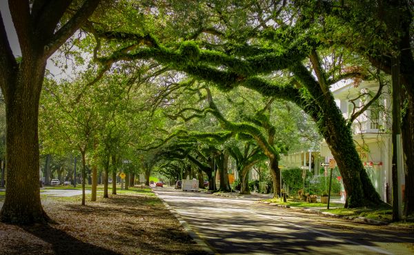 Cost of Tree Canopy Thinning in Terre Haute