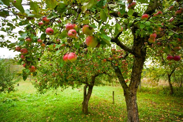 Cost of Apple Tree Pruning in Terre Haute