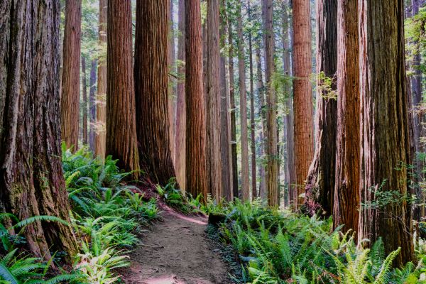 Cost of Redwood Tree Trimming in Terre Haute