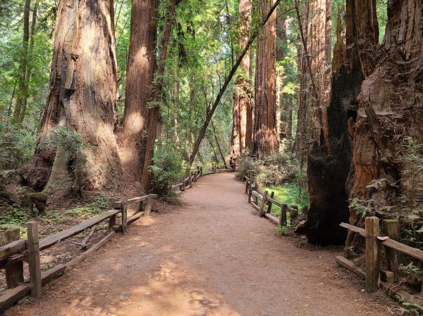 Cost of Redwood Tree Pruning in Terre Haute