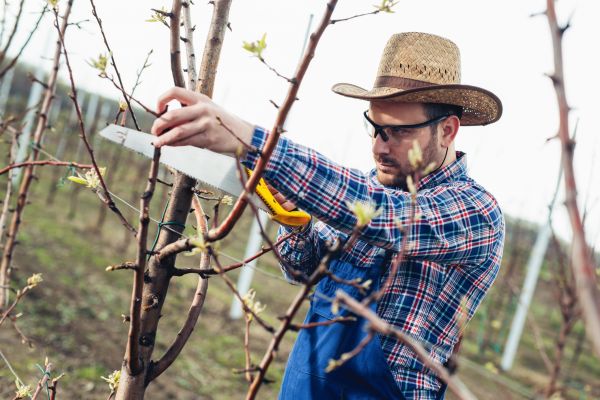 Cost of Orchard Tree Pruning in Terre Haute