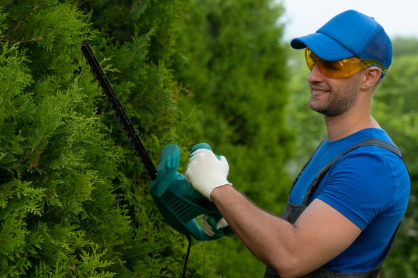 Cost of Tree Shaping Service in Terre Haute