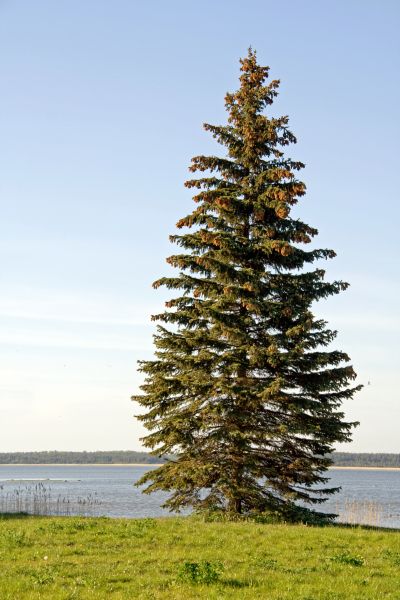 Cost of Spruce Tree Pruning in Terre Haute