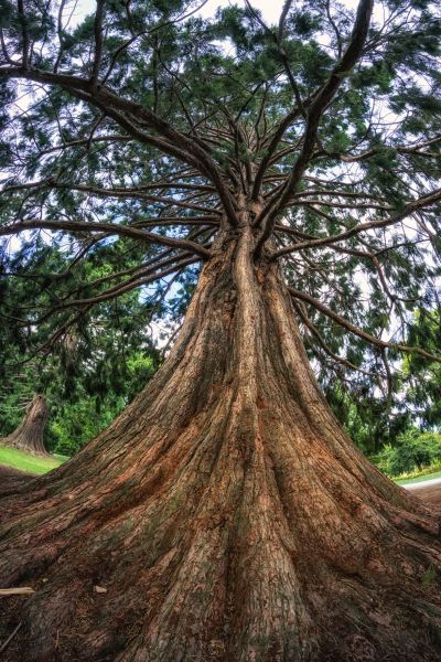 Cost of Cedar Tree Pruning in Terre Haute