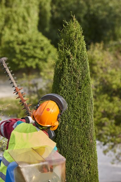 Cost of Cypress Tree Trimming in Terre Haute