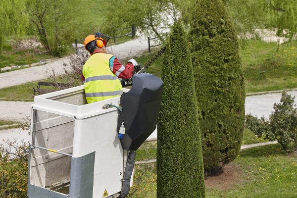 Cost of Cypress Tree Pruning in Terre Haute