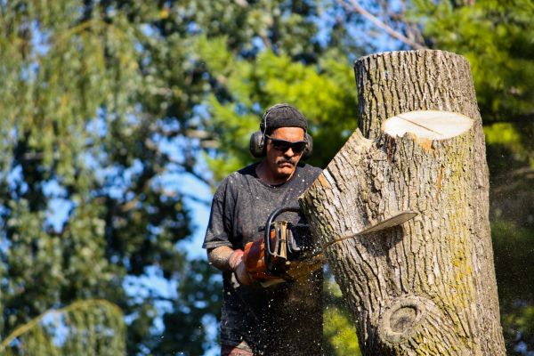 Cost of Ash Tree Pruning in Terre Haute