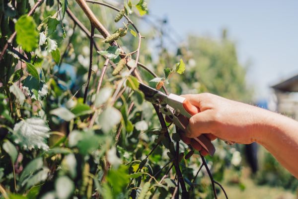 Cost of Birch Tree Pruning in Terre Haute