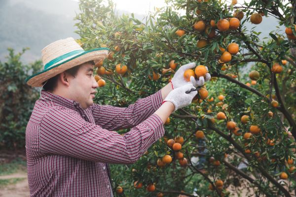 Cost of Orange Tree Pruning in Terre Haute