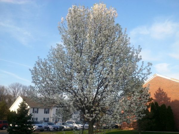 Cost of Bradford Pear Tree Pruning in Terre Haute