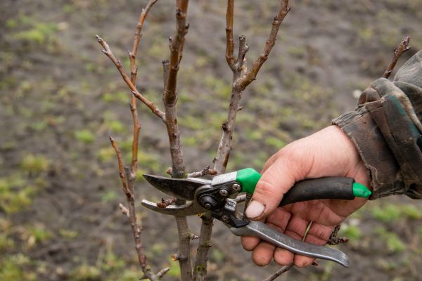 Pear Trees Pruning in Terre Haute