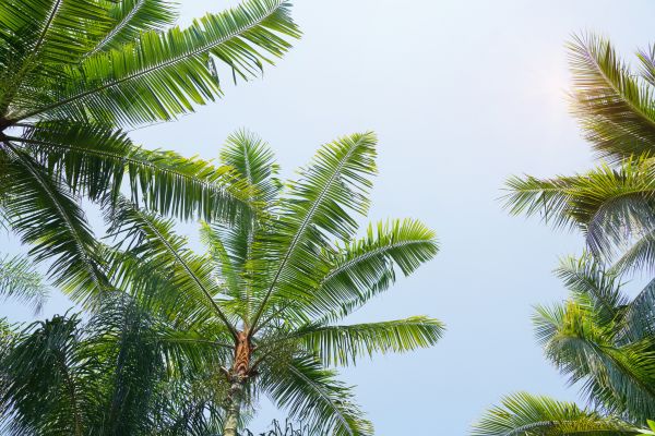 Cost of Queen Palm Tree Trimming in Terre Haute
