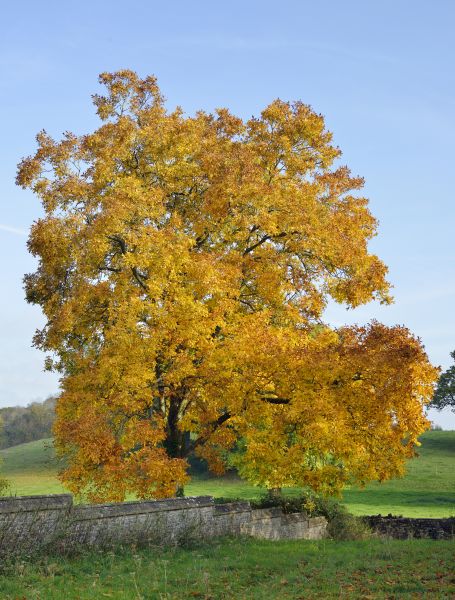 Cost of Hickory Tree Trimming in Terre Haute