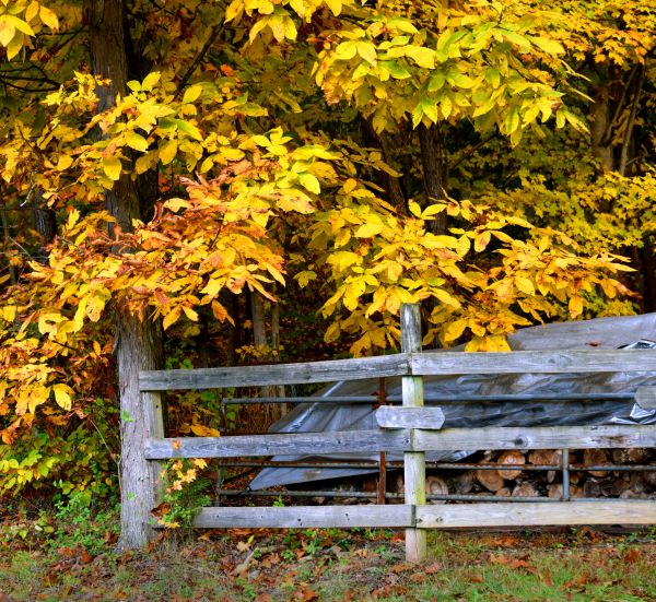 Cost of Hickory Tree Pruning in Terre Haute