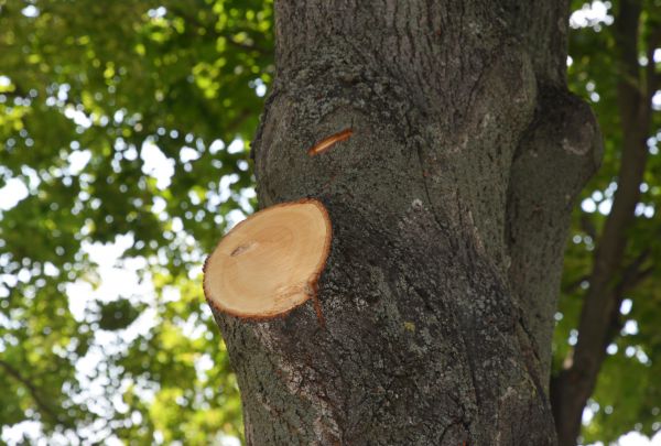 Cost of Limb Cutting in Terre Haute