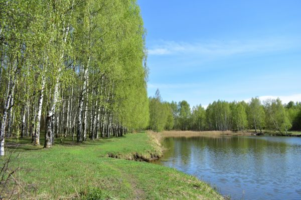Cost of River Birch Pruning in Terre Haute