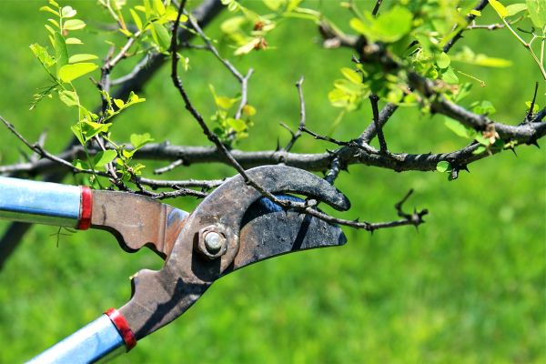 Cost of Branches Pruning in Terre Haute