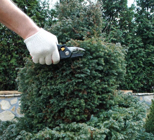 Cost of Ornamental Tree Trimming in Terre Haute