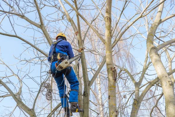 Cost of Large Tree Trimming in Terre Haute