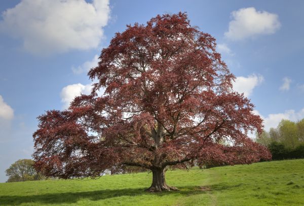 Cost of Beech Tree Pruning in Terre Haute