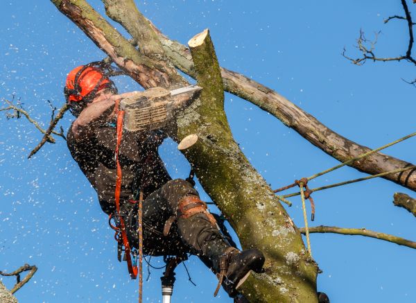 Tree Trimming Service in Terre Haute
