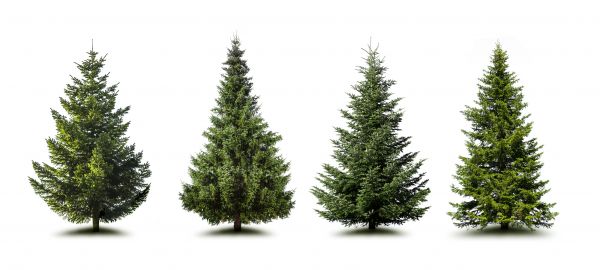Cost of Pine Tree Trimming in Terre Haute